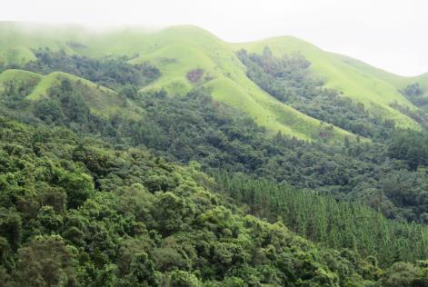 Image of SA Natural Forest Landscape