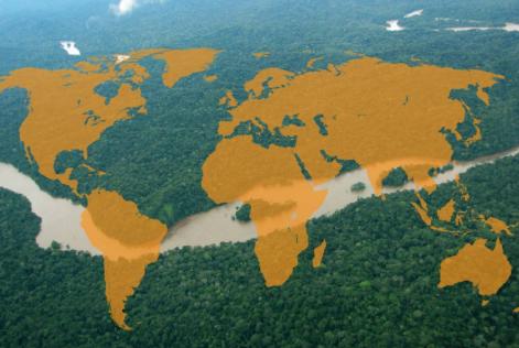 Forest with world map