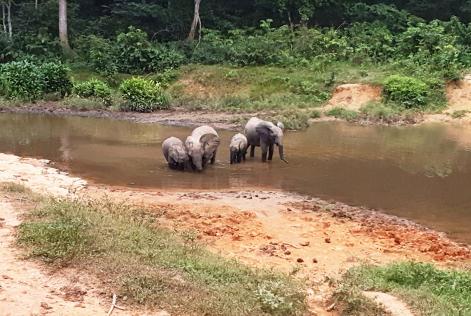 Forest elephants at CEB Precious Woods FSC certified concessions