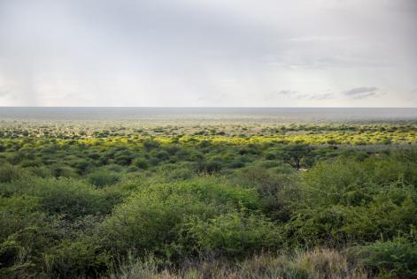 Namibian bush