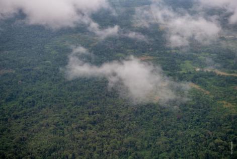 Congo Basin forest