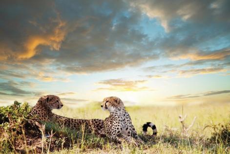 Two Cheetahs