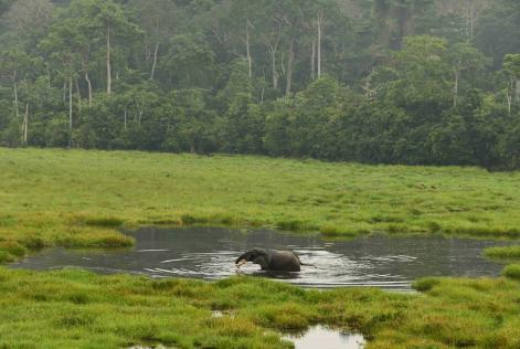 Forets Nord Congo