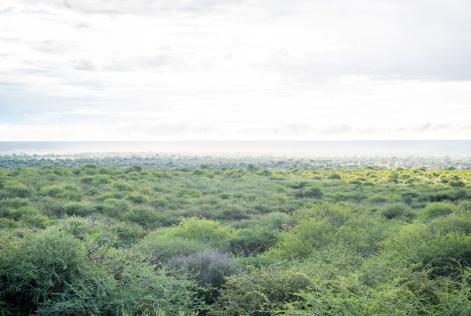 Namibia  grassland