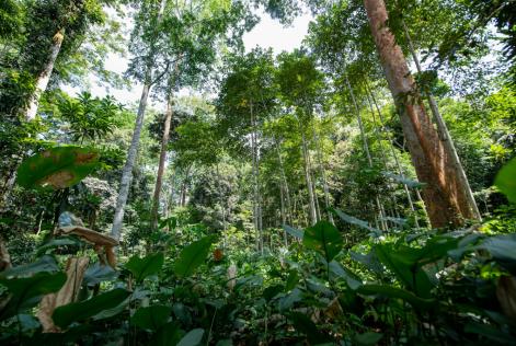 Gabonese forest