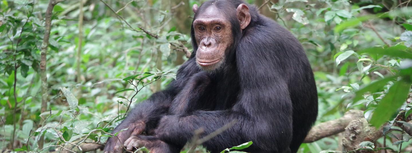 Chimpanzi.JPG/ photo credit UWA