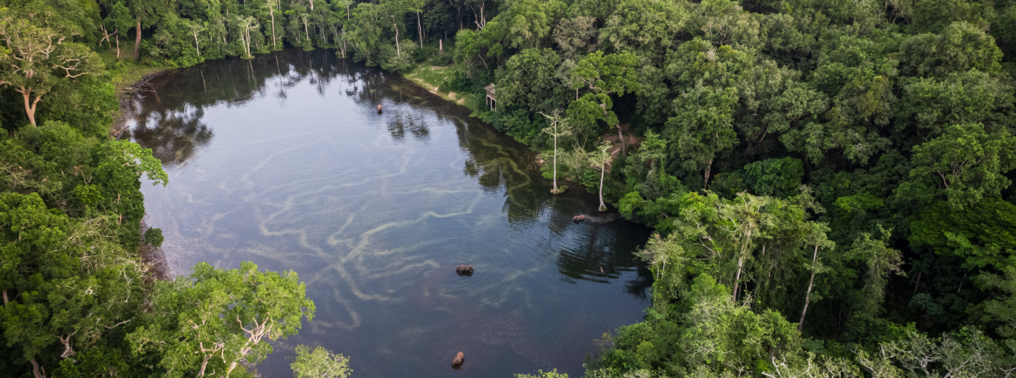 At Wali Bai, a hotspot for elephants and forest buffalo, near the Nouabale Ndoki National Park, northern Republic of Congo, 2024. ©FSC Africa/ Jonathan Perugia