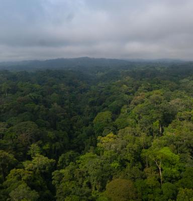 Tropical Forest Congo Basin