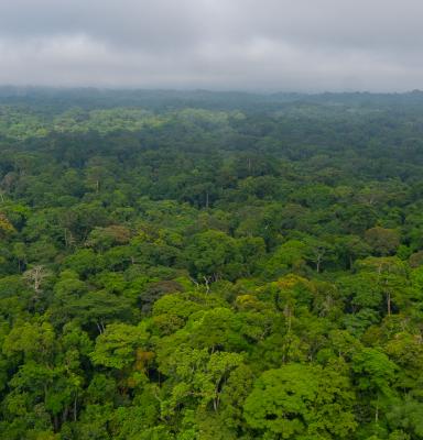 Congo Basin Forest