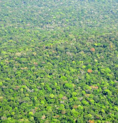 Eastern Africa | Forest Stewardship Council