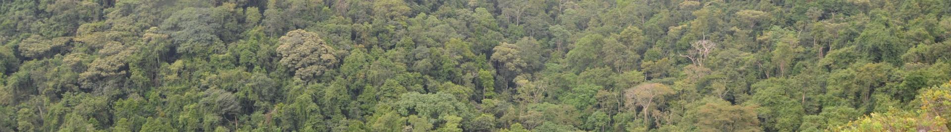 Uganda forests