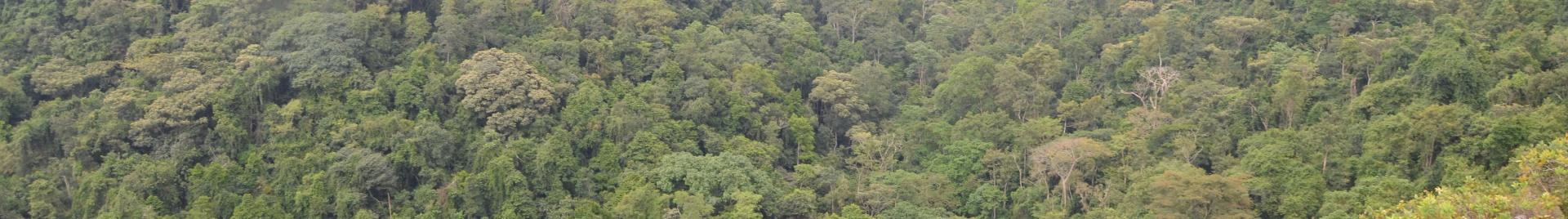 Photo taken from one of the certified national parks in Uganda.
