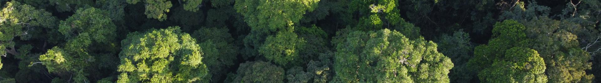 Canopy FSC Africa