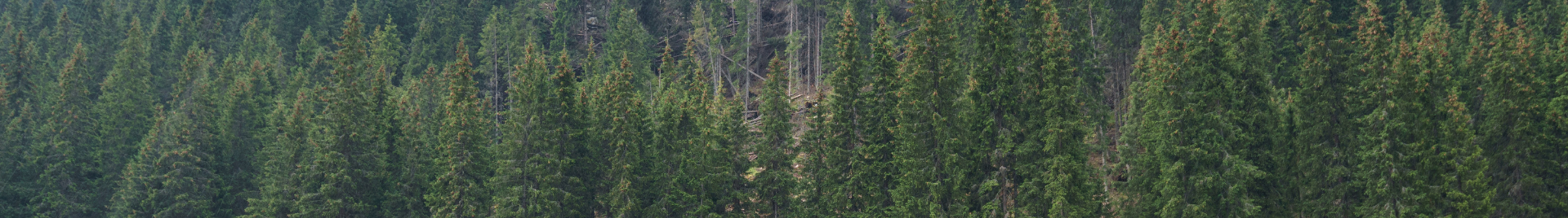 Timber stack