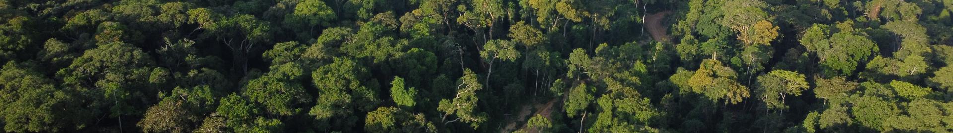 Congo Basin forests