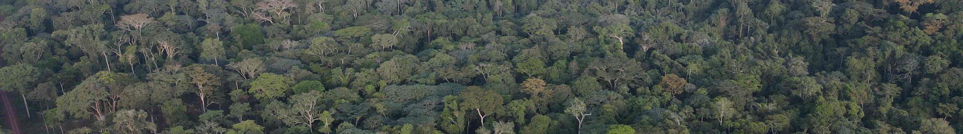Canopy Pallisco