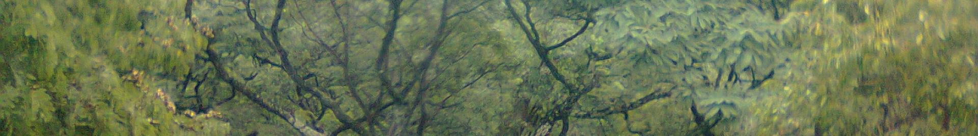 Forest Image Zimbabwe with Dam in Background