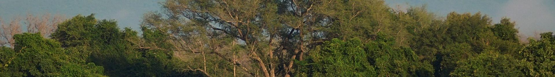 © Mbizi Safaris Ltd, Zambia