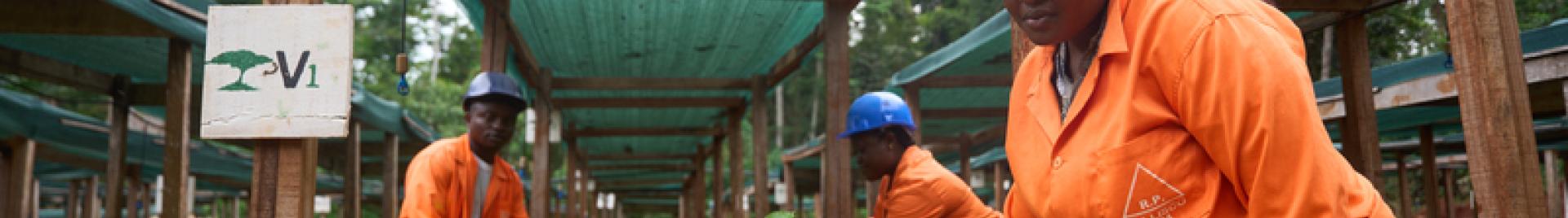 2024_FSC Africa_Mindourou, Cameroon_Forest management in FSC-certified forest unit Pallisco_(c)FSC Africa_Penjo Studios (169).JPG