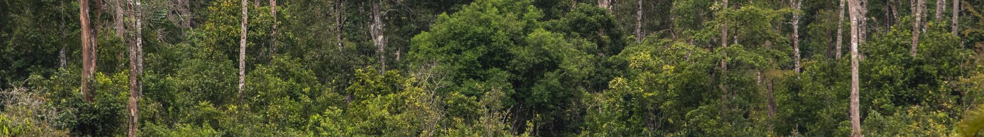 FSC Africa/Jonathan Perugia