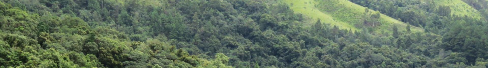 Image of SA Natural Forest Landscape