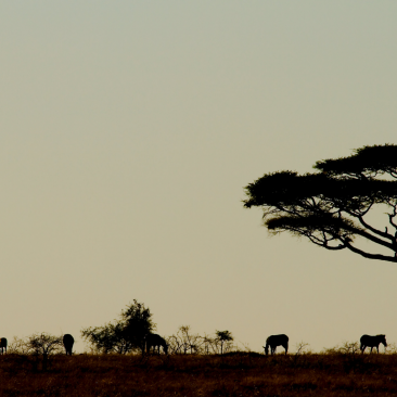 Tanzania  Skyline