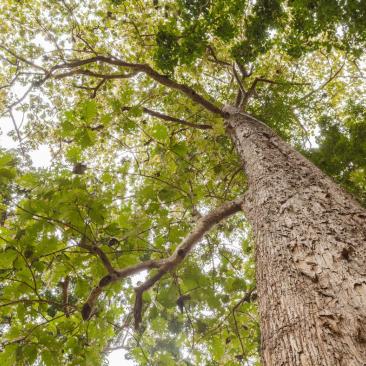 Teak Tree