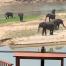 Mbizi Elephants