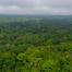 Congo Basin Forest