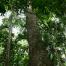 Congo Basin Forest