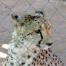 Saving the cheetah an FSC Story from Namibia