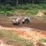 Forest elephants at CEB Precious Woods FSC certified concessions
