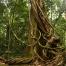 Congo Basin tree