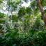 Gabonese forest