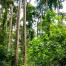 Congo Basin forest 2